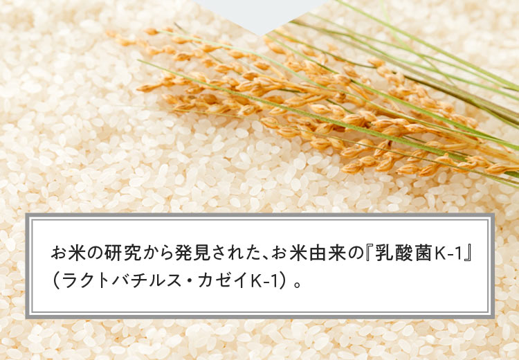 お米由来の乳酸菌K-1